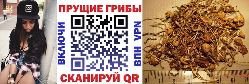 mega онион  Городовиковск  Галлюциногенные грибы Cubensis 